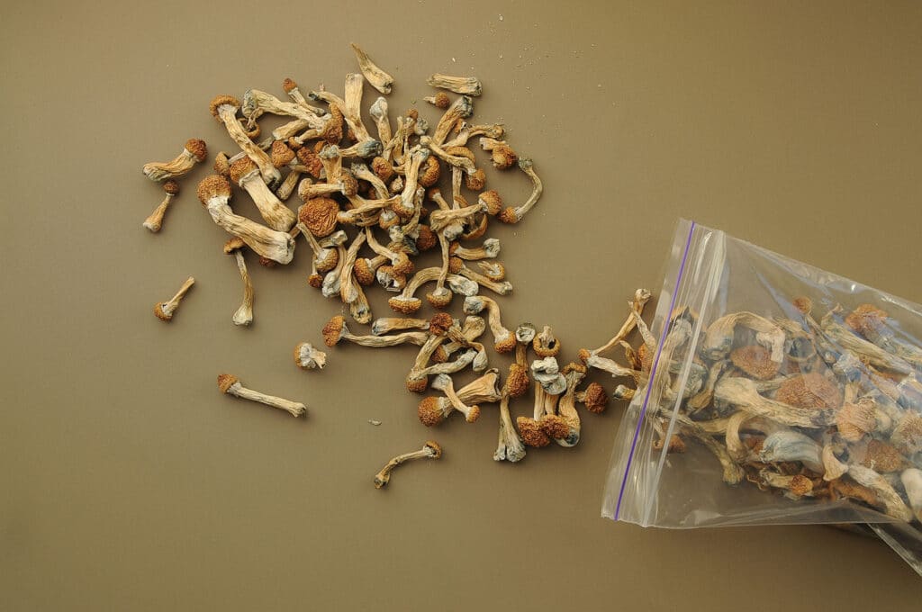 magic mushrooms
