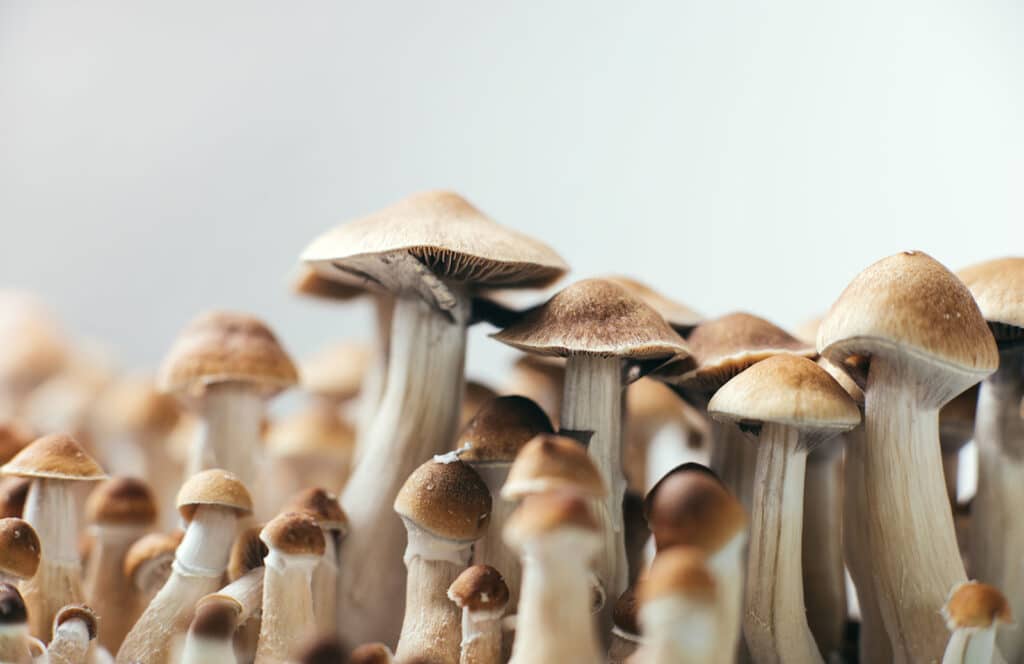 Magic Mushrooms